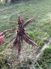 Asparagus