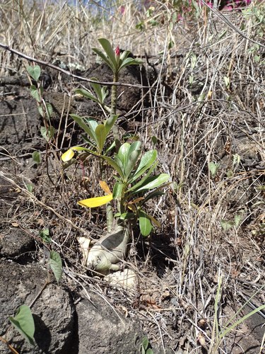 Adenium obesum, 2022-05-14