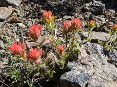 Castilleja applegatei breweri