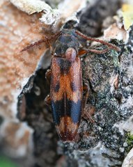 Hypulus quercinus