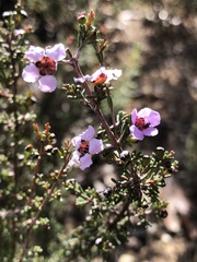 Euryomyrtus ramosissima