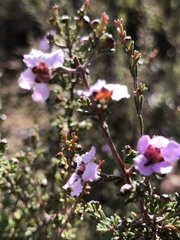 Euryomyrtus ramosissima