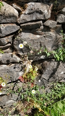 Erigeron karvinskianus image