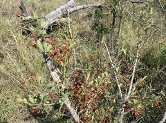 Gymnosporia maranguensis