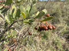 Gymnosporia maranguensis