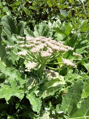 Heracleum stevenii