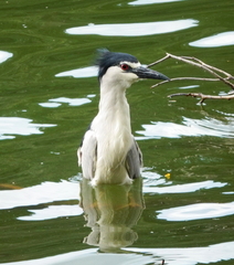 Nycticorax nycticorax