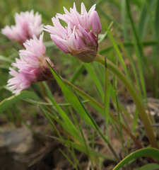 Allium tolmiei