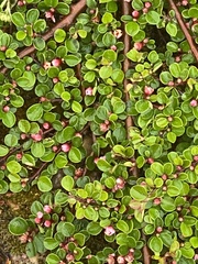 Cotoneaster hjelmqvistii
