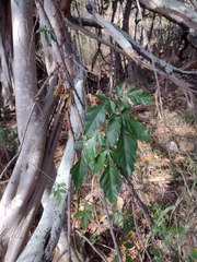Paullinia fuscescens