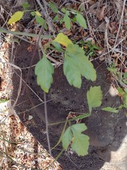 Paullinia fuscescens