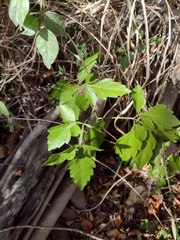 Paullinia fuscescens
