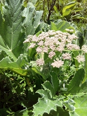 Heracleum stevenii