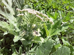 Heracleum stevenii