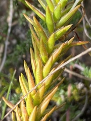 Struthiola rigida
