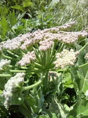 Heracleum stevenii