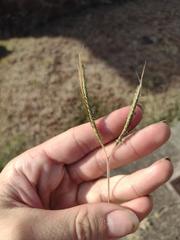 Dichanthium aristatum