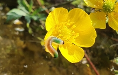 Strongylogaster mixta