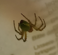 Araniella opisthographa