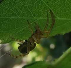Araniella opisthographa