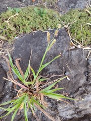 Paspalum fimbriatum