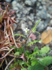 Caulanthus lasiophyllus