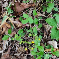 Potentilla fragarioides
