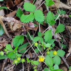 Potentilla fragarioides