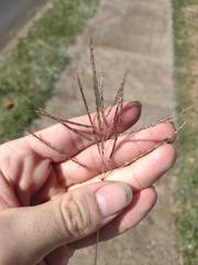 Dichanthium annulatum annulatum