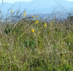 Bulbine asphodeloides