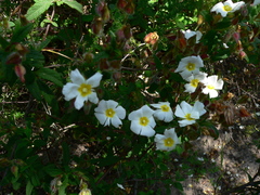Cistus × florentinus