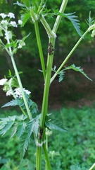 Centrotus