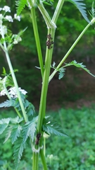 Centrotus