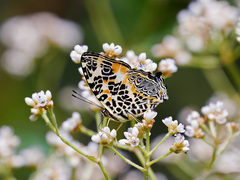 Symbrenthia hypselis