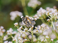 Symbrenthia hypselis