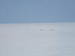 Melanitta perspicillata