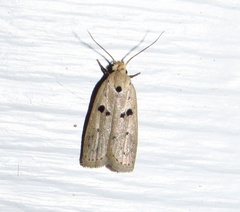 Scythropiodes issikii