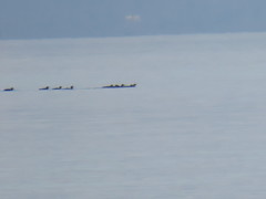 Melanitta perspicillata