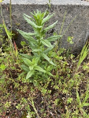 Bellardia viscosa
