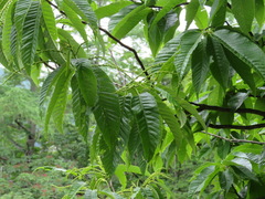 Castanea crenata
