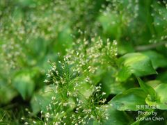 Sphaerocaryum malaccense