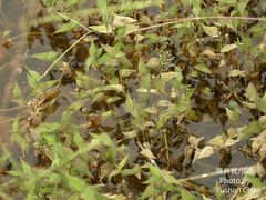 Sphaerocaryum malaccense