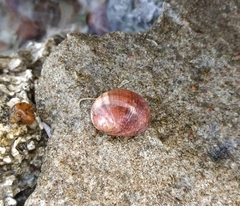 Nerita adenensis