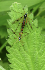 Ptychoptera contaminata