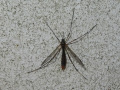 Ptychoptera albimana