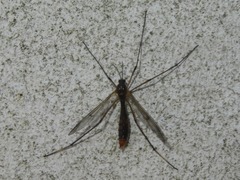 Ptychoptera albimana