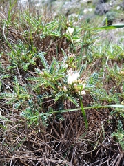 Astragalus genargenteus