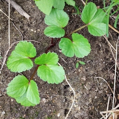 Ligusticum scothicum hultenii
