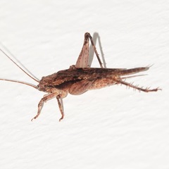 Aphonoides