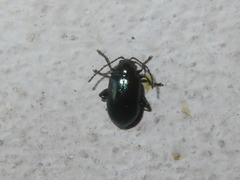 Altica lythri